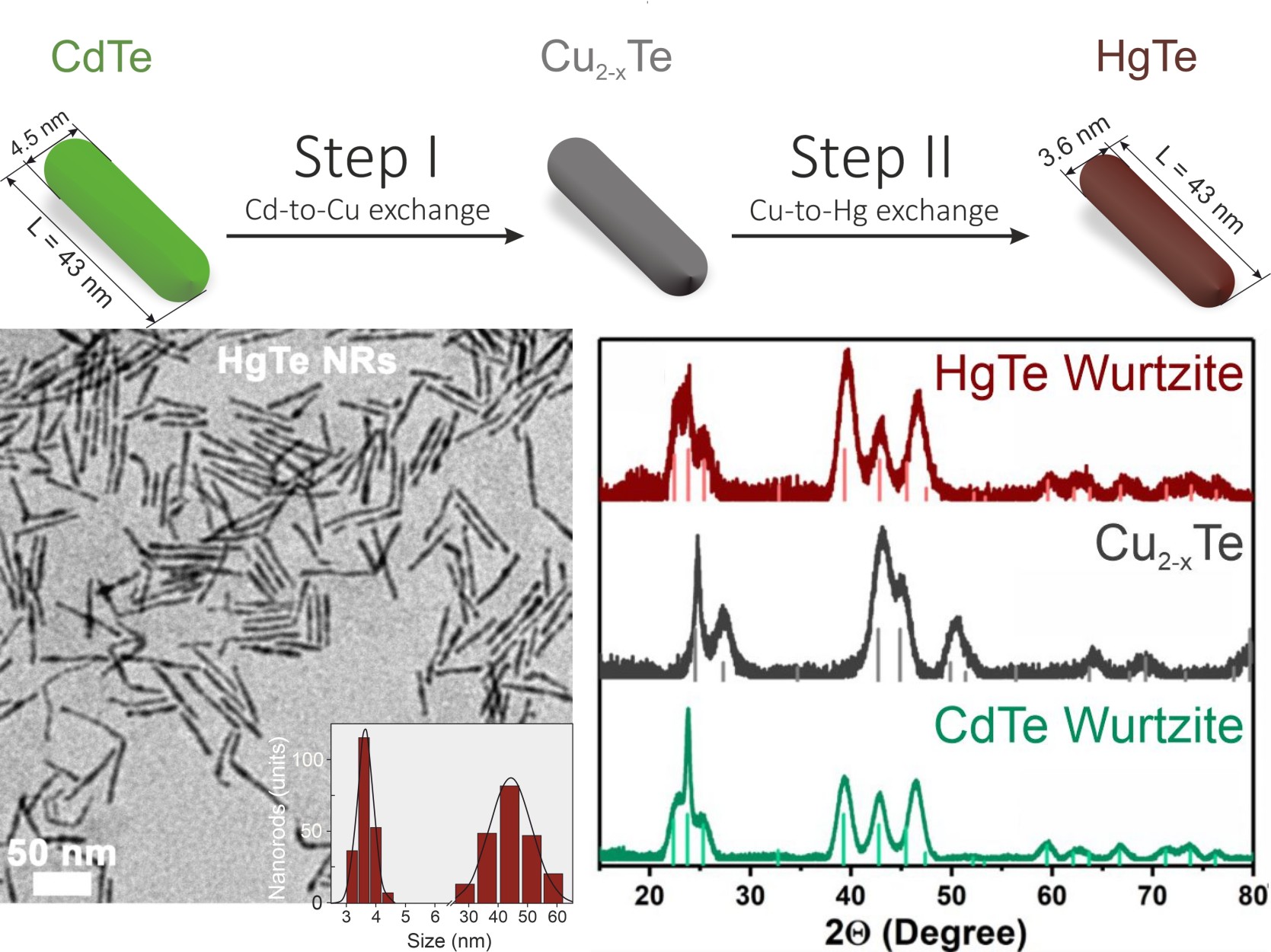 First-ever made stable wurtzite HgTe nanorods